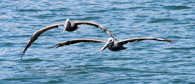 Brown pelicans